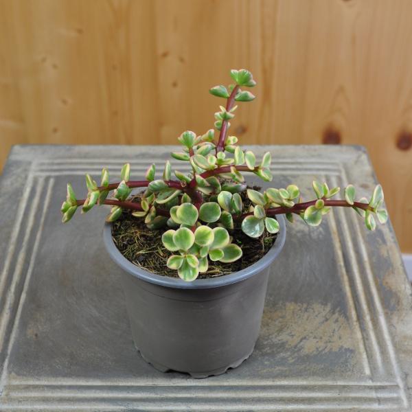 Actual product image Säntispracht The variegated bacon tree - Portulacaria afra Variegata (80 cm)