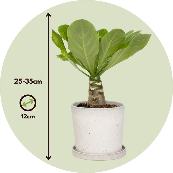 Produktbild Plant in a Box Brighamia Insignis - 2er Set Alula Hawaiian Palme (25 cm)