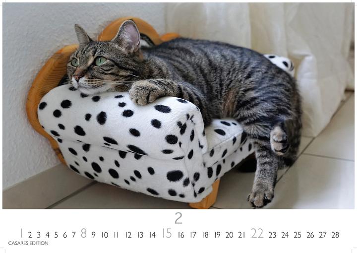 Immagine prodotto Funny Cats 2026 S 24x35cm (24 x 35 cm)