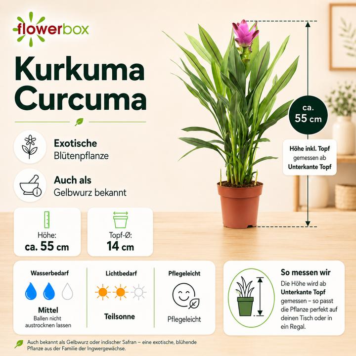 Produktbild Flowerbox Kurkuma - Curcuma (55 cm)