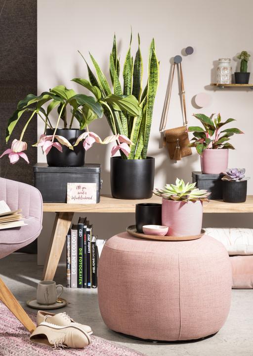 Image du produit Scheurich Solido (17.60 x 16 cm)