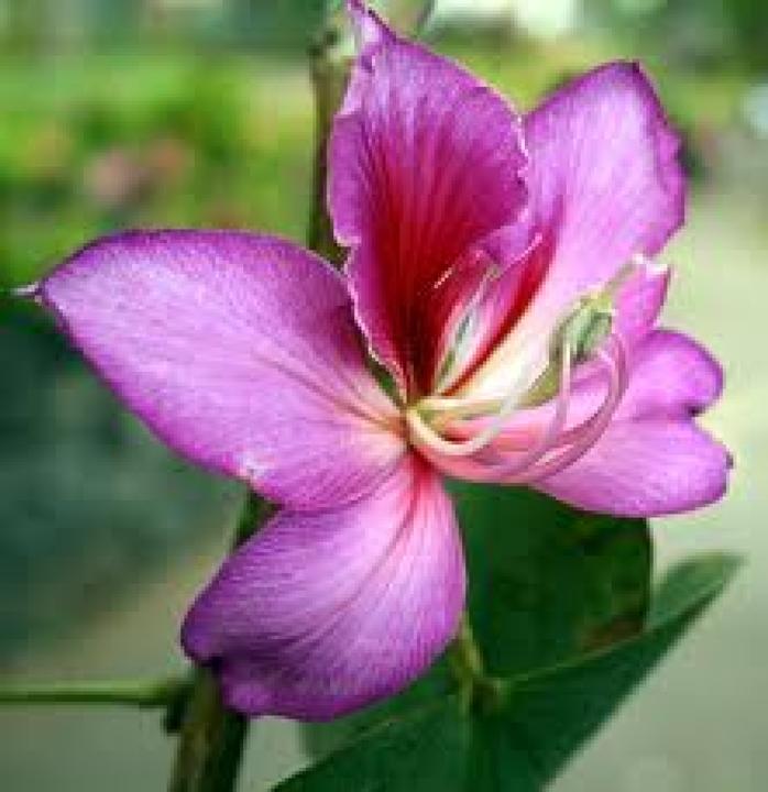 Produktbild Tropica Orchideen Baum (Blumensamen)