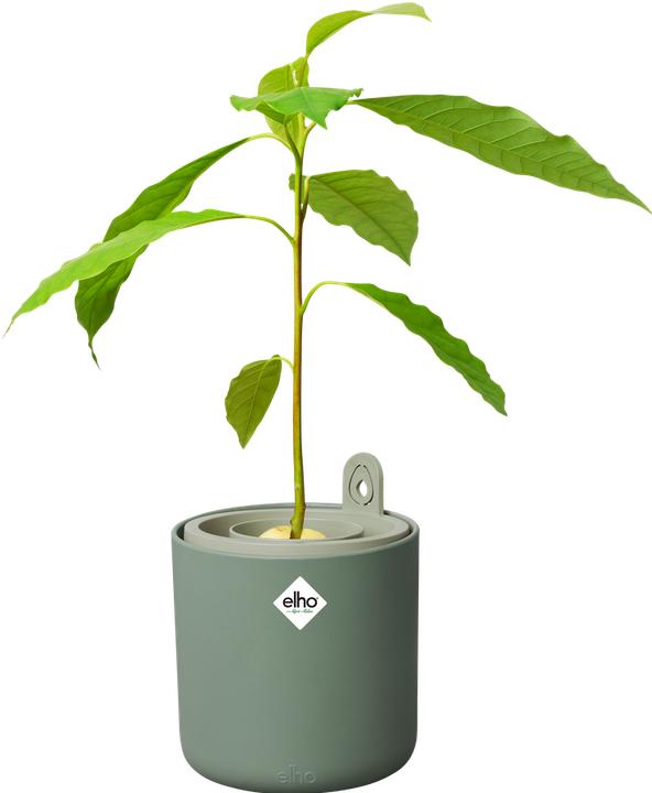 Produktbild Elho Amazing Avocado Pot (120 x 12.10 cm)