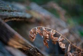 Image du produit Venus Optic Focale fixe 100 mm F2.8 2x Ultra Macro APO (Canon EF, Plein format)