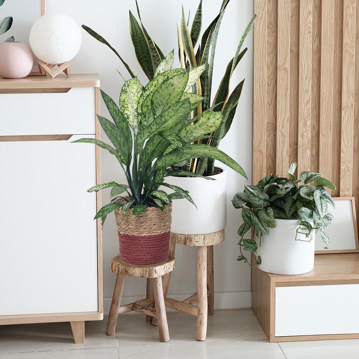 Produktbild VEG and the City Soloy (Dieffenbachie – Dieffenbachia Vesuvius) (70 cm)