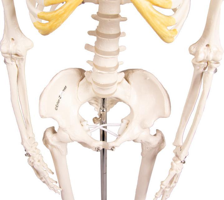 Actual product image Erler Zimmer Miniature skeleton Tom