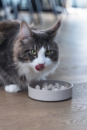 Actual product image Designed by Lotte Cat Pom (0.41 l)