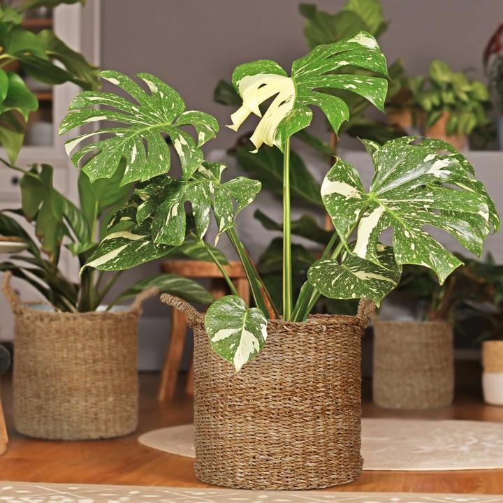 Image du produit Relaxdays Support de fléchettes