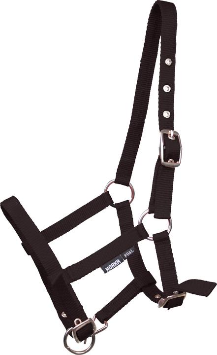 Horka Licol pour cheval poulain