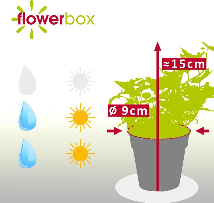 Produktbild Flowerbox Gemeiner Efeu- Hedera helix (15 cm)