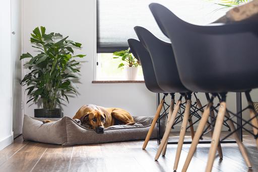 Actual product image Beeztees Veo (Dog)