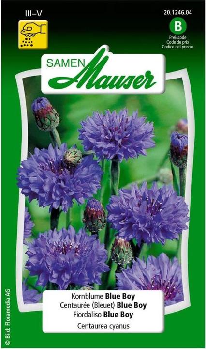Samen Mauser Blue Boy (Pflanzensamen)