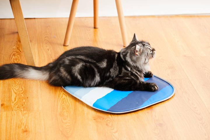 Immagine prodotto Petkit Kühlmatte (Gatto, Cane)