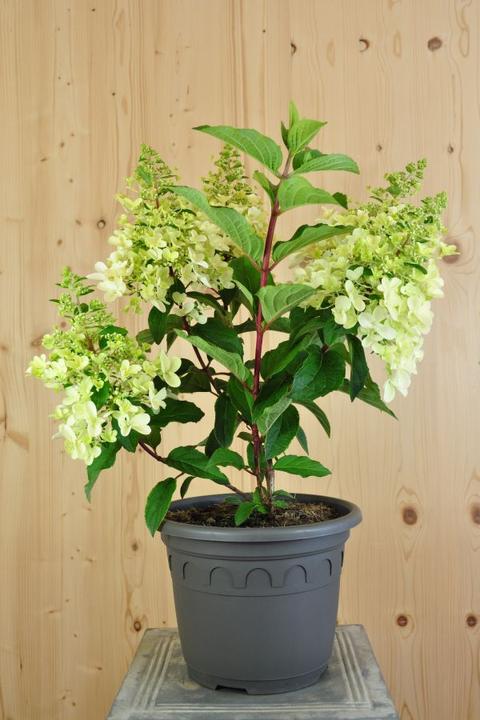 Produktbild Säntispracht Die farbwandelnde Rispenhortensie - Hydrangea paniculata 'Pinky-Winky' (200 cm)