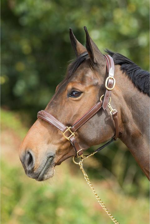 Immagine prodotto HFI Master X-Full