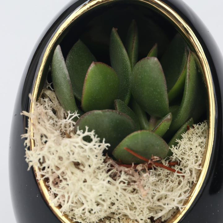 Produktbild Plant in a Box Echeveria lilacina - 2er Set Deko-Ei (12 cm)