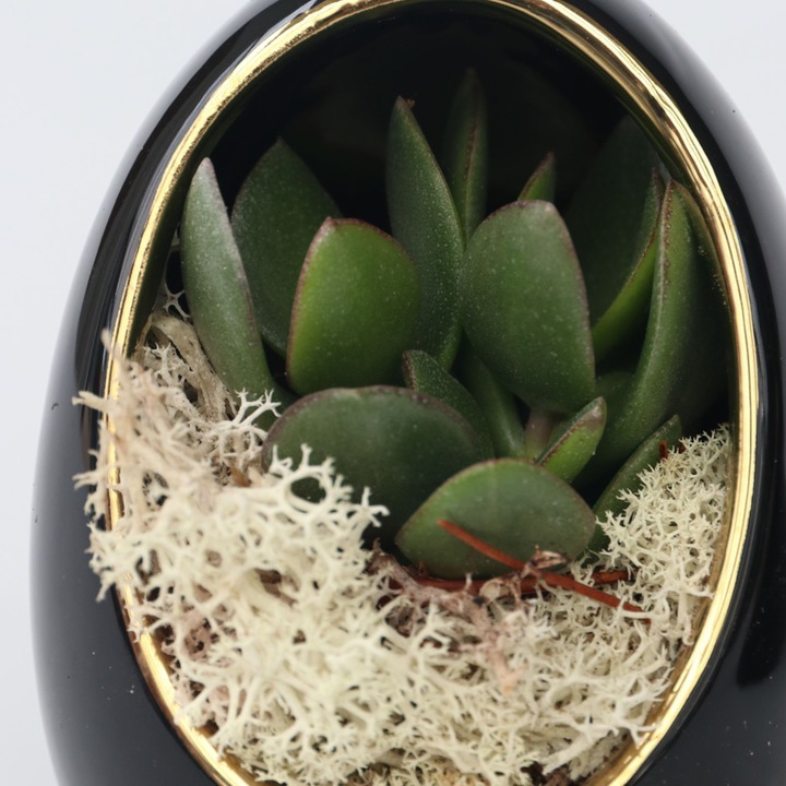 Actual product image Plant in a Box Echeveria lilacina - set of 2 decorative eggs (12 cm)