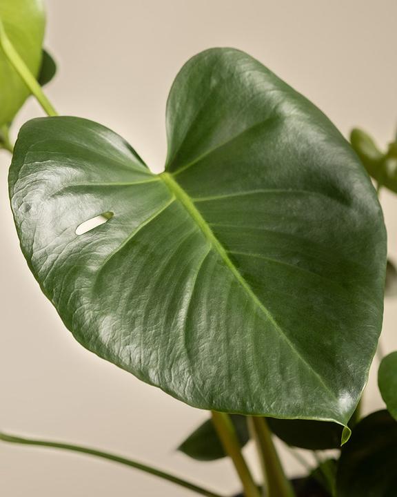 Actual product image feey Large Monstera (75 cm, Freshly repotted)