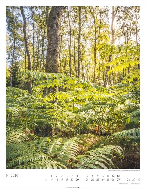 Produktbild Heimische Wälder Kalender 2026 (34 x 44 cm, Harter Einband, Deutsch)