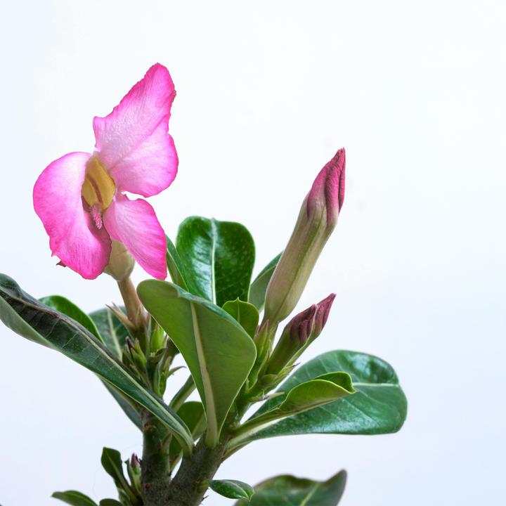 Image du produit Plant in a Box Adenium Obesum (25 cm)