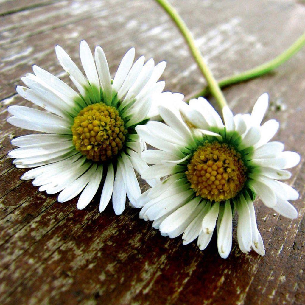 える୨୧⑅*. Mono Quick Die Drei!!!© - buy at Galaxus