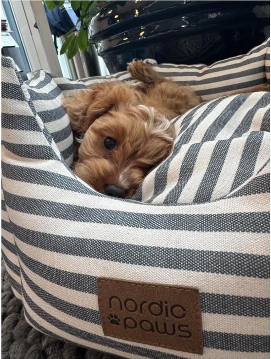 Actual product image Nordic Paws - Bailey Dogbed - Grey - L (Dog)