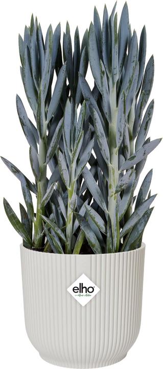 Image du produit Elho Vibes (29 cm)