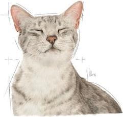 Actual product image Royal Canin Sensory Feel Gravy cat food - 12 x 85 g (Senior, 12 pcs., 1020 g)