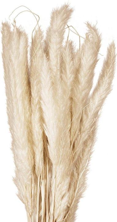 Immagine prodotto Jolipa Fascio di steli di erba della pampa, essiccato, naturale, 75 cm (Erba della pampa)