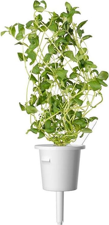 Actual product image Click and Grow Seeds marjoram (Vegetable seeds)