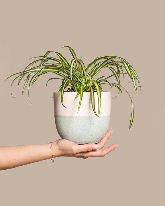 Immagine prodotto feey Grünlilie (15 cm, Appena rinvasata)