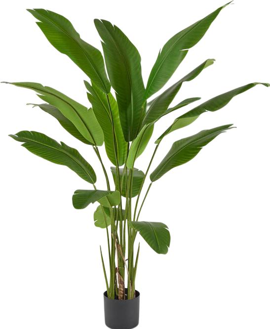 Immagine prodotto Edg Strelitzie H: 155 cm (155 cm)