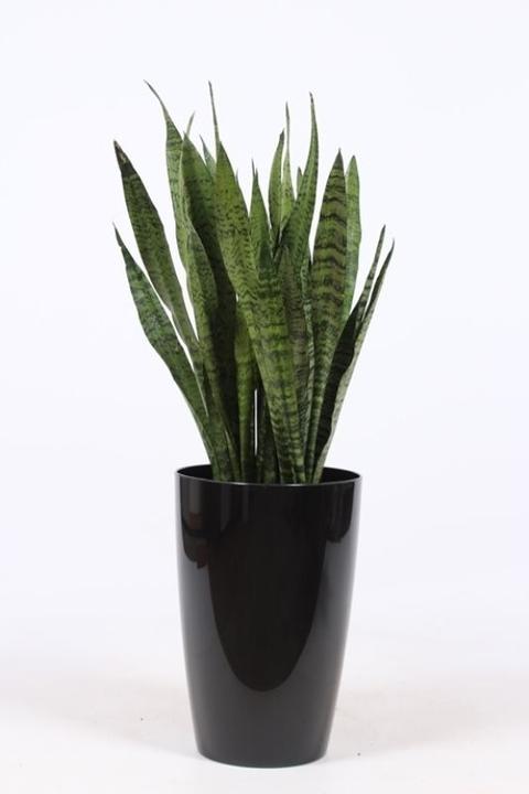 Immagine prodotto Fresca-Plant Sansevieria Zeylanica (29 cm)
