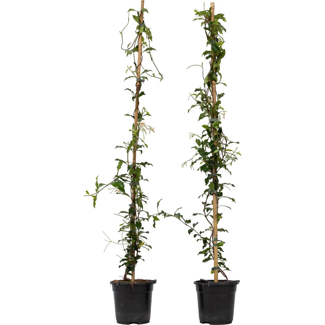 Plant in a Box, Pflanzen, Trachelospermum jasminoides 'Pink Showers' - (110 cm)