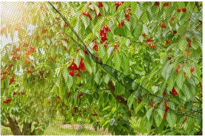 Immagine prodotto Windhager Ortonet