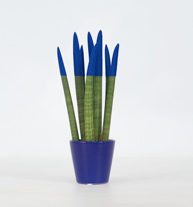 Produktbild Plant in a Box Sansevieria Cylindrica - Zylindersansevieria Velvet Touch (35 cm)
