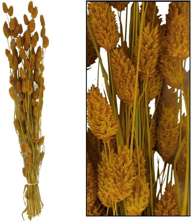 Image du produit Dijk Herbe brillante - Phalaris (Fleurs séchées)