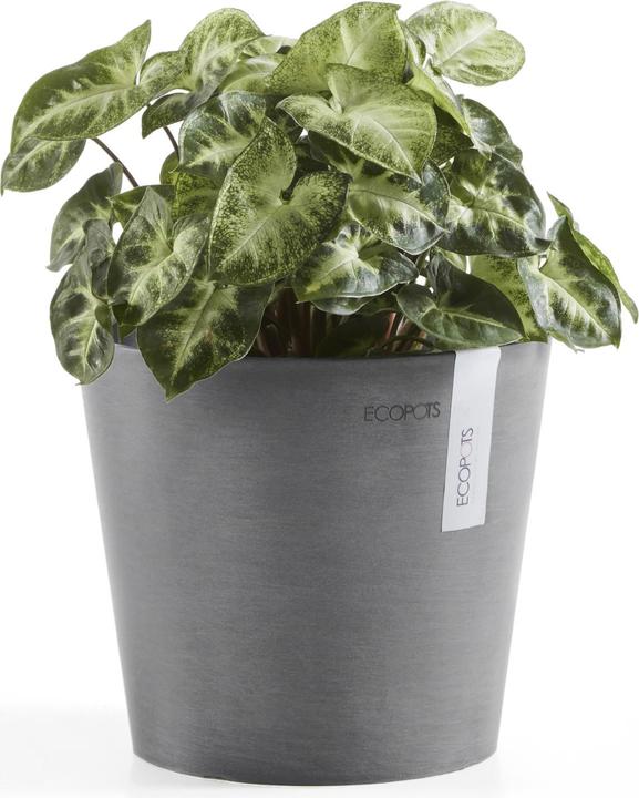 Actual product image Ecopots Amsterdam Mini (17 cm)
