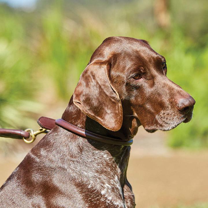 Produktbild Weatherbeeta Hundehalsband aus gerolltem Leder (XL, Hund, Allgemein)