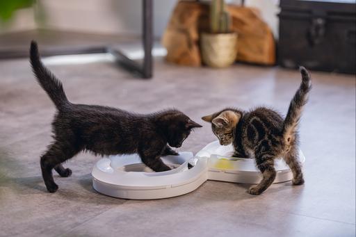 Actual product image Beeztees Bz Kitten Pl Game Rail Agty (Cat activity toy)