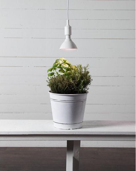 Actual product image Star Trading Lamp Plant Light (E27, 16 W, 1200 lm, 1 x)