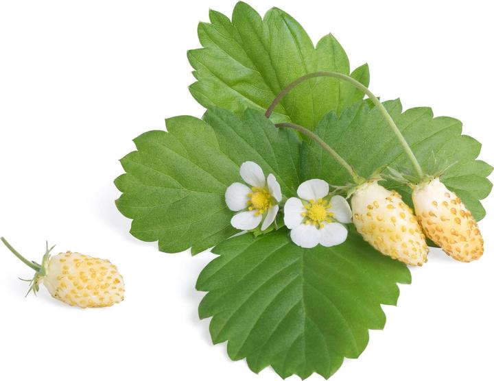 Produktbild Véritable Lingot weisse Waldbeeren BIO (Früchtesamen)