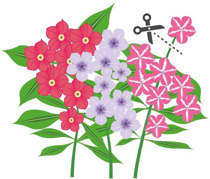 Produktbild Véritable Lingot Stiefmütterchen BIO (Kräutersamen)