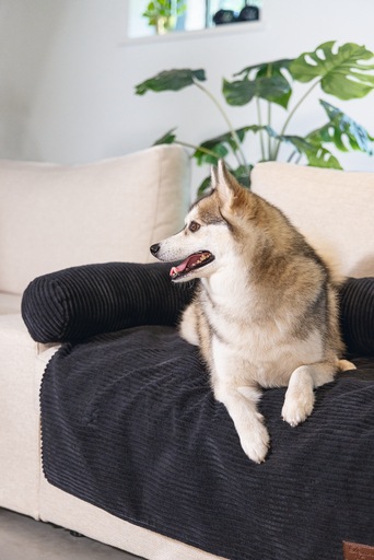 Productafbeelding Designed by Lotte Bankkussen Geribd (Hond)