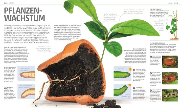 Actual product image Mega-Wissen. Natur & Technik (German, Birgit Reit, 2020)