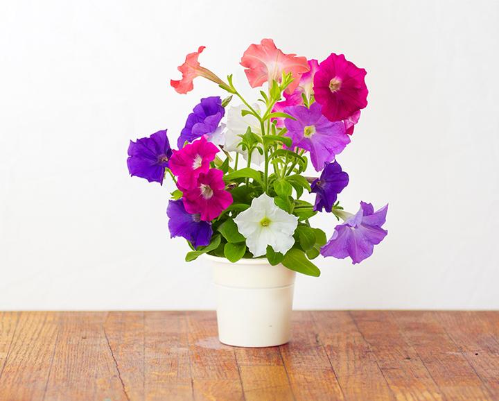 Productafbeelding Click and Grow Petunia (Bloemzaden)
