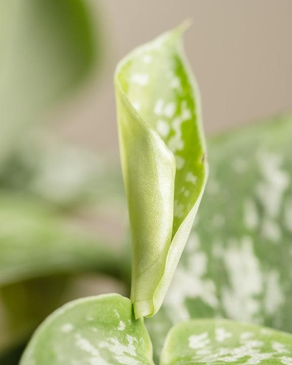 Actual product image feey Gefleckte Efeutute (35 cm, Freshly repotted)