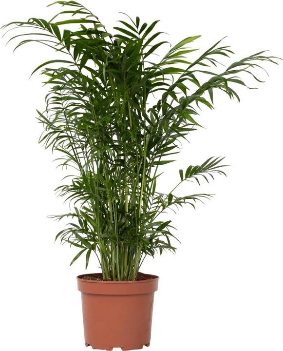 Actual product image Plant in a Box Chamaedorea elegans - Mountain Palm (50 cm)