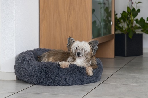 Immagine prodotto Karlie Agnes (Cane)