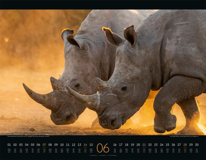 Image du produit Wildes Afrika Kalender 2026 (54 x 42 cm, Couverture rigide, Anglais, Français, Allemand)